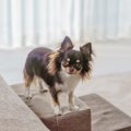 犬に『冷房』を使う…