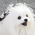 とてもお利口さんな…