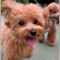 散歩をしている犬2匹…