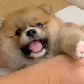 『タヌキのような見…