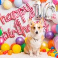 愛犬の『誕生日』何…