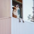 犬が『サイレンの音…