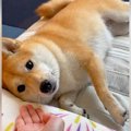 柴犬が『おかわり』…