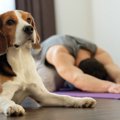 犬がよく真似する『…