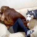 『4匹の大型犬が住む…