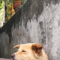 『地面から生えてい…