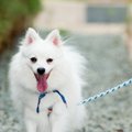 犬が早歩きで散歩す…