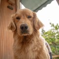 犬との暮らしが辛い…