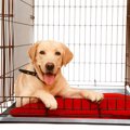犬のケージ飼いをす…