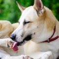 犬が『自分の手足を…