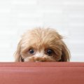 犬が遠くから飼い主…