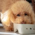 犬がご飯を『だらだ…