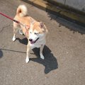 知ってた？犬の『歩…
