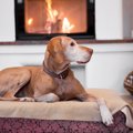 寒い冬は高齢犬に負…