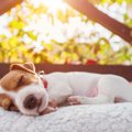 犬が『心地良い』と…