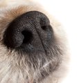 犬の『鼻水』に現れ…