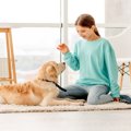 犬が飼い主にいばっ…