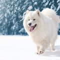 犬はなぜ雪が好きな…