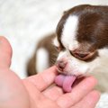 犬が飼い主の『手や…