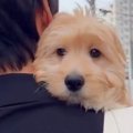 軽々と抱えられる大…