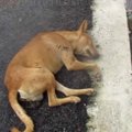 意識を失い路上で倒…