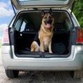 車に付いた犬の臭い…