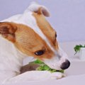 犬にかいわれ大根を…