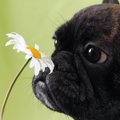 犬は『家族の匂い』…