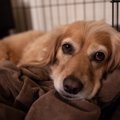 保護犬を迎えた時、…