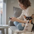 『犬を飼うのに向い…