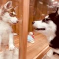 息子の親友がハスキ…