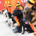 スペインの警察犬施…