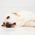 犬が『体調不良』の…