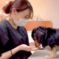 トリマーのお姉さん…