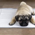 愛犬はおしっこし過…