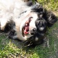 犬が体をクネクネさ…