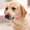 犬の歯磨きをサボる…