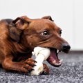 犬がオヤツを咥えな…