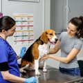 犬がしていたら危険…