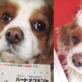 わんちゃんを飼い始…
