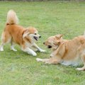 『やんちゃすぎる犬…