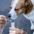 様々な国の犬たちの…