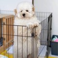 気になってソワソワ…