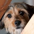 犬に構ってはいけな…