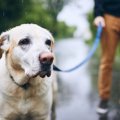 『初めて犬を飼う人…