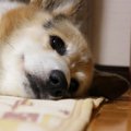 犬が『悲しい』と飼…