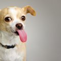犬が空中をペロペロ…