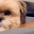 『寝起きの犬』を撮…