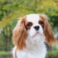 名前が長い犬種４選