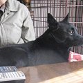 オモチャで遊ばない…